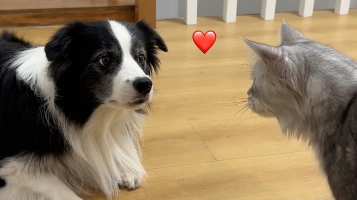 Oli’s dream of owning a cat has finally come true!