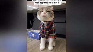 Mua cho áo mới đẹp trai lại rùi các iem đừng cười anh nữa nha 🥺 cat catsoftiktok meo