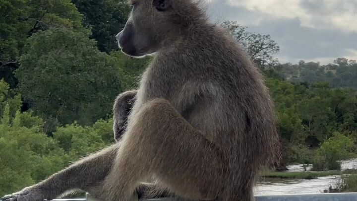 Baboon batuk