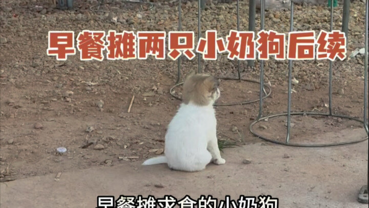 Setelah dua ekor anak anjing kecil dari kios sarapan menetap di padang rumput kucing, mereka pun mul