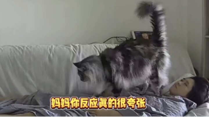 缅因你就养吧 一养一个滋哇乱叫