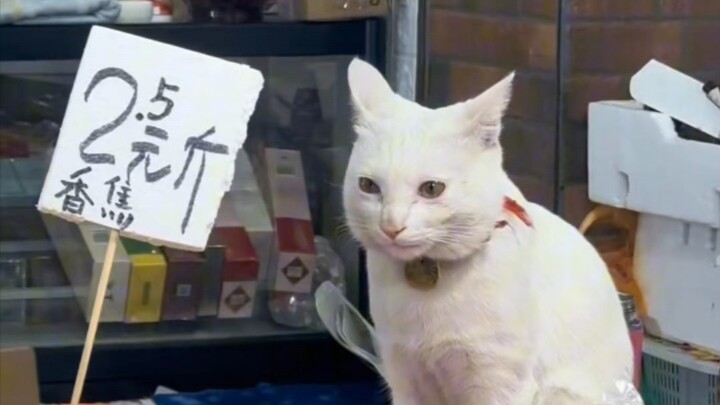 Kucing itu sangat berguna!
