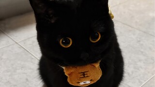 أظن أنك ستغيب عن الوعي بسبب الكيوت في الثانية الرابعة!