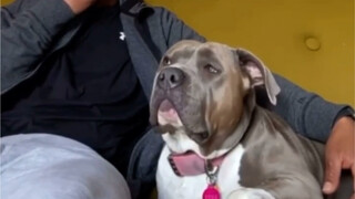 Kemampuan pendengaran anjing memang benar-benar bagus