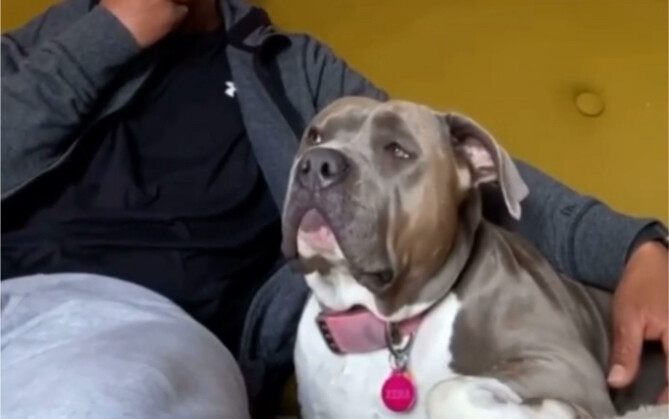 The dog's hearing ability is really amazing.