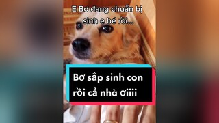 E Bơ sắp đẻ rồi ạ... cunyeucuadua chó chócon chókhôn chócute