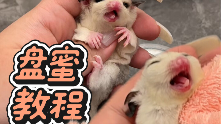 Ten Years of Honey-Keeping: Small-Scale Hive Insights—Hope It Helps Everyone!