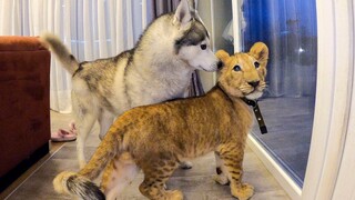 Saat Husky Bertemu Singa Afrika