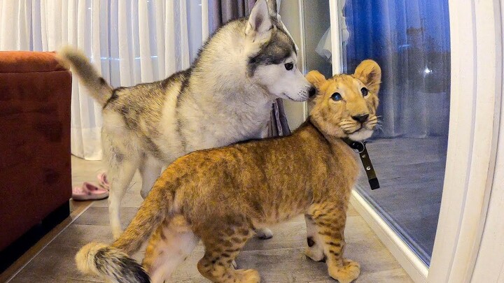Khi chó husky gặp một chú sư tử châu Phi
