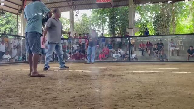 APA GF Stagvscock