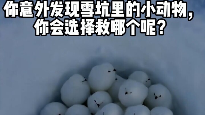 If you unexpectedly discover small animals in a snow pit, which one would you choose to rescue?