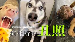 在狗托所里，每天都能抓拍到无数张丑照！