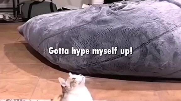 funny cat