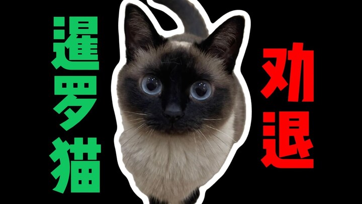 Why You Shouldn’t Get a Siamese Cat