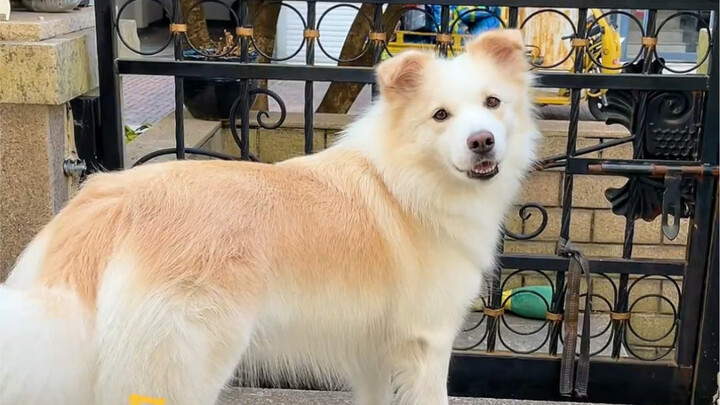 Bella is probably the most low-maintenance puppy on the entire internet! When I don’t have time to s