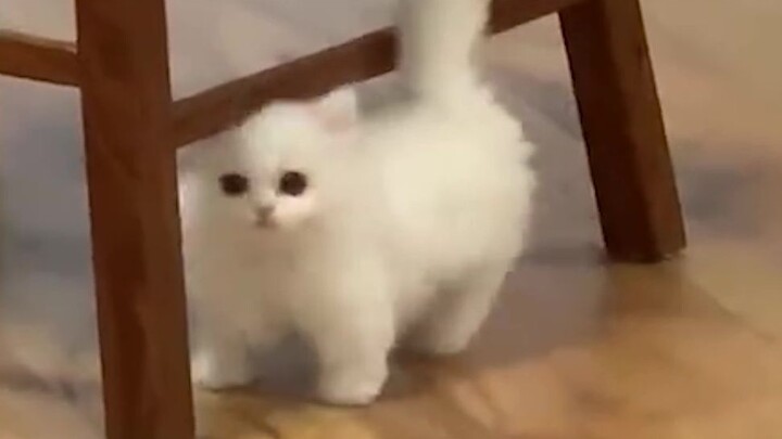 "Kitten? Here you go!"