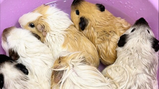 It’s time to wash those guinea pigs of yours again!