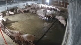 ฟ้าร้องปลุกหมูทุกตัวตื่น