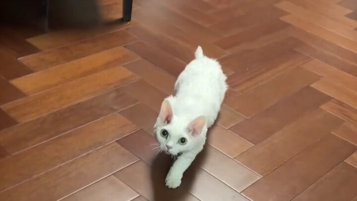 Một hai ba cây rơm! Chơi đùa cùng mèo con