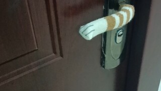 出门没带钥匙，猫帮我开了