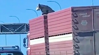 แก้ไขสำหรับ TRY NOT TO LAUGH