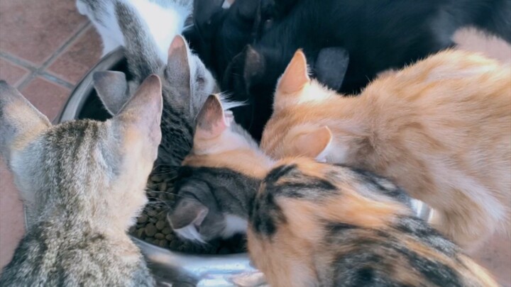 cat lover