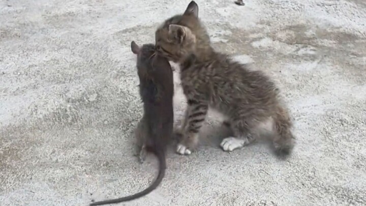 The little kitten boldly takes action to catch mice—truly the most fearless online!