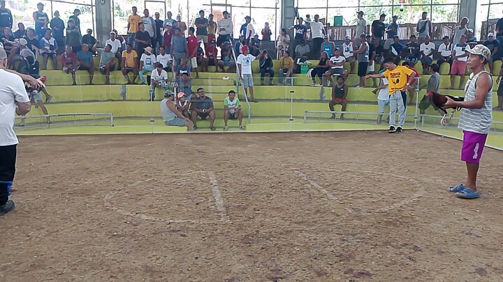 1x winner talisay