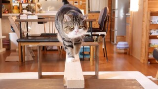 Seberapa kuat keseimbangan kucing? Eksperimen jembatan papan tunggal memberi tahu Anda jawabannya!