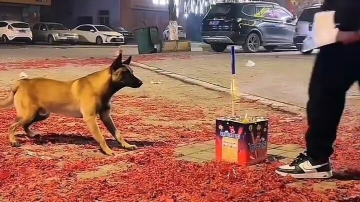 “Những chú chó trong dịp đốt pháo Tết thì cực kỳ phân hóa!”