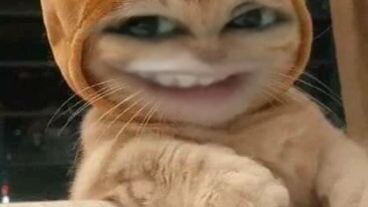my cute cat