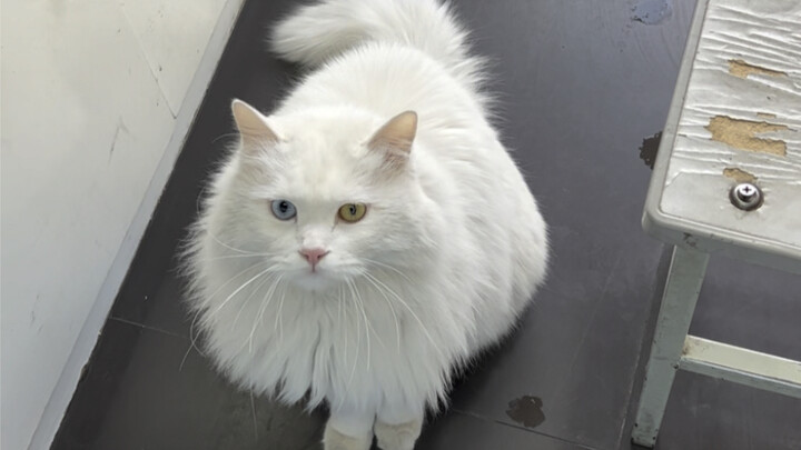 Happy and joyful every day—mornings are always so bright and cheerful!