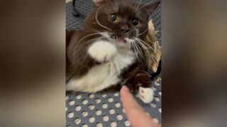 voiceeffects  Tỷ số nghiêng về đội cá trê nha🤣 meo meowsoju meow cat munchkin meocute fypシ cats