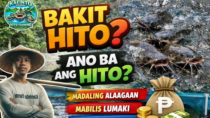 Bakit Hito?
