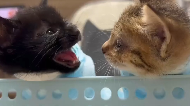 Two little kittens are nose-to-nose spraying each other at the vet’s—if they weren’t wrapped up, the