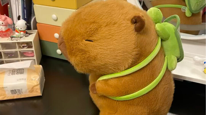 I finally have my own emotionally stable capybara!