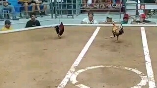 Fantastic Dom X Cardinal Club Kelso - "One Hit - Delete" Unscratched - 1 Cock Timbangan @ Leganes Co