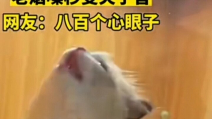 When the scheming cat sees the buyer, its smoky voice turns into a clip-like voice in an instant~