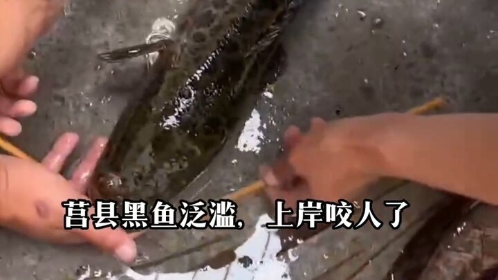 Loài cá này đáng sợ quá, còn dám tấn công cả dân câu cá!