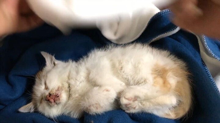 [Stray Cat] A tiny milk kitten with blood all over its mouth—two of its teeth are even missing!