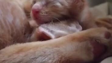 Cute little kitty 🐈