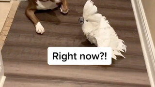 A parrot that doesn't want to sleep starts arguing with its owner