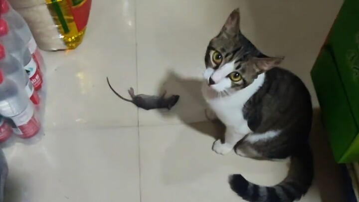 Thì ra có những cửa hàng còn cố tình nuôi mèo để bắt chuột