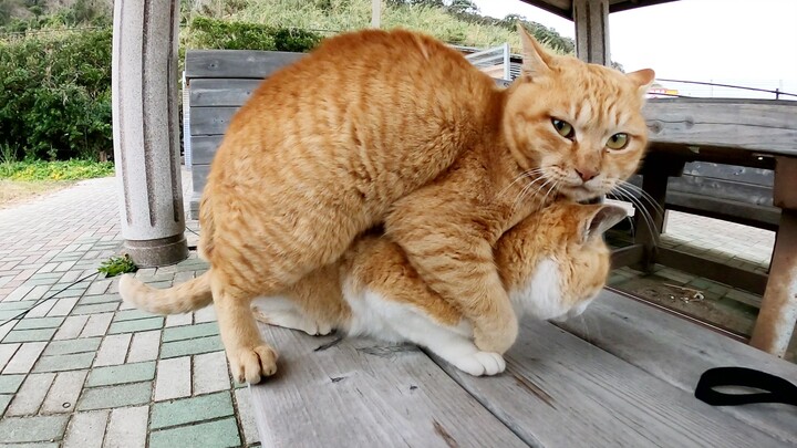 [Pecinta Kucing] Pasangan kucing yang baik duduk di bangku dan bermain