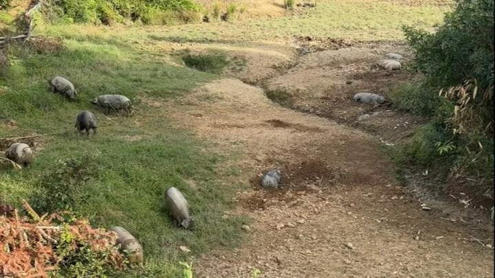 Lihat babi di rumahku, yang masih hidup dan yang sudah mati