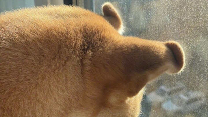 🐱🐶💢 😁😘