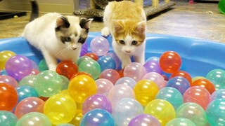 Cats and 500 Balls