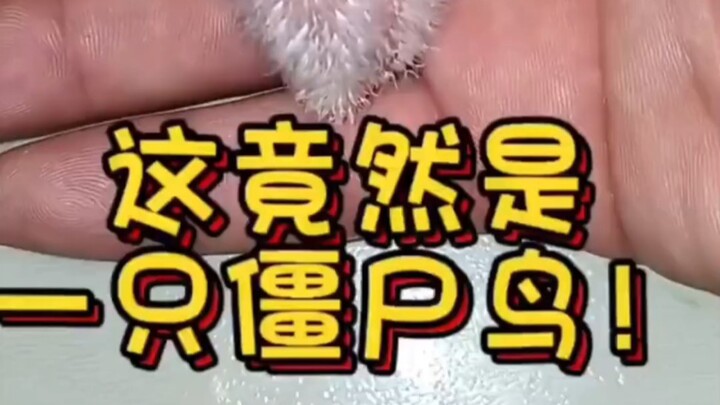 นกซอมบี้คืออะไร? วิดีโอนี้จะบอกคุณเอง