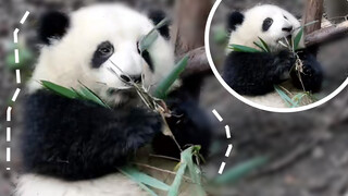 Hua Hua falls from the wooden frame and is very upset. Ends up taking out her anger on some bamboo leaves.