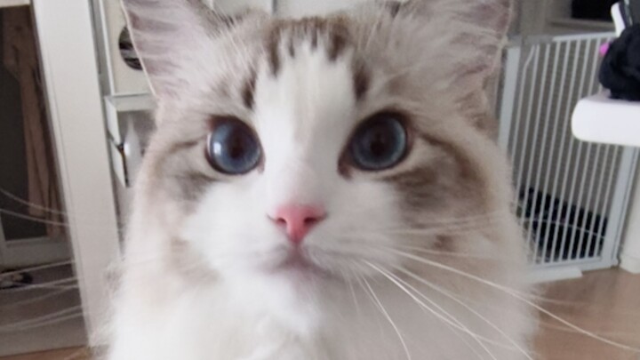 Mèo: Tiếng Quan thoại của tôi có chuẩn không?